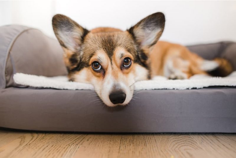 Dog Ear Wax Color Chart Shades and Meanings Great Pet Care