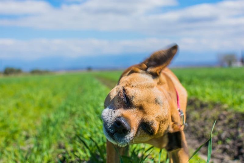 Dog Ear Wax Color Chart Shades and Meanings Great Pet Care