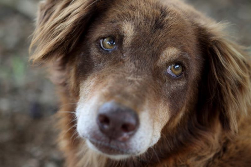 Can Dogs Get Pimples? Great Pet Care