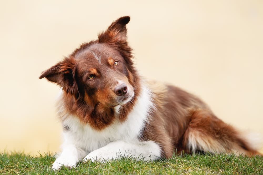 Dramamine For Dogs: Everything You Need To Know – Innovet Pet