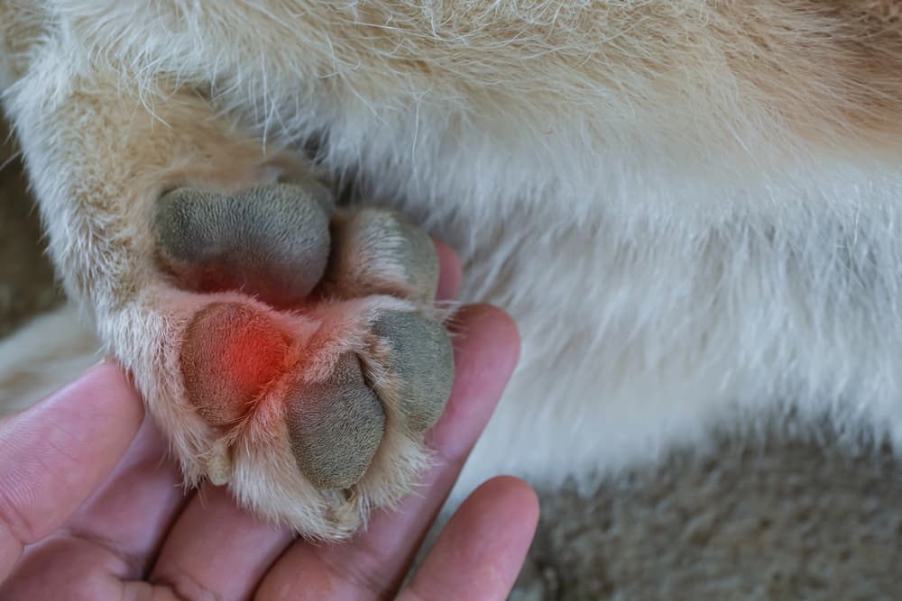 What Causes Sore Dog Paws