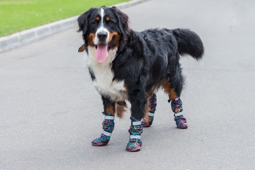 dog in boots for summer