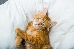 85 Unisex Cat Names for Male or Female Cats | Great Pet Care