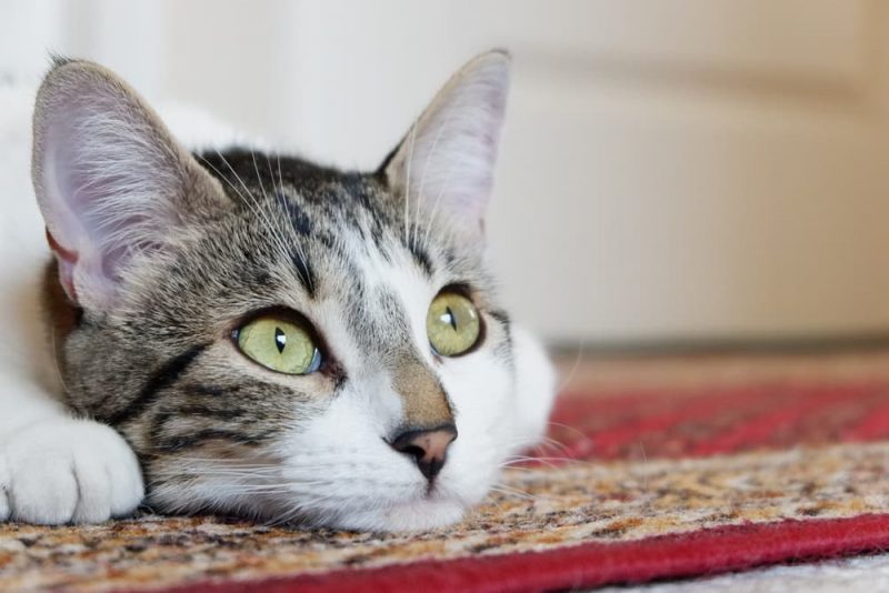 85-unisex-cat-names-for-male-or-female-cats-great-pet-care
