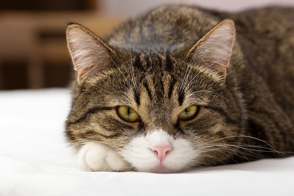 Cat sleeping on the rug