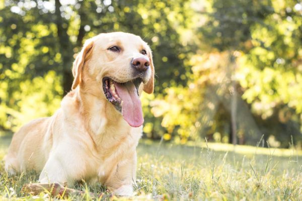 7 Best Chicken Free Dog Foods Of 2023 Great Pet Care