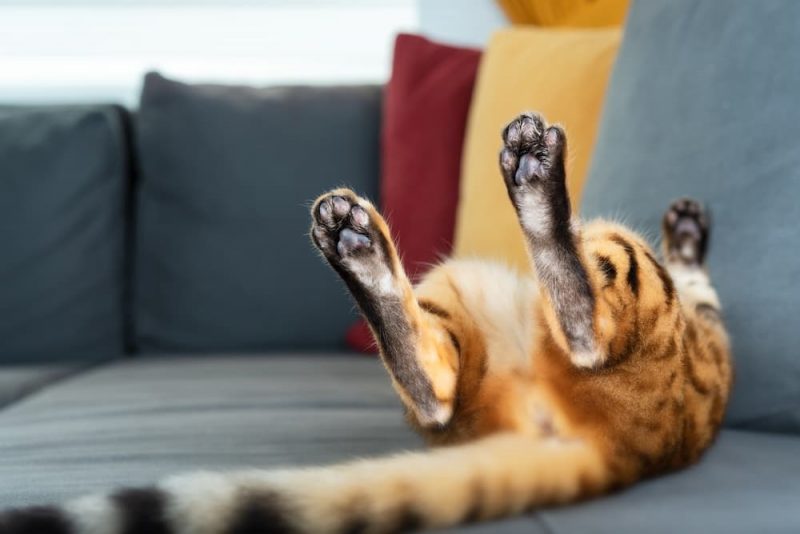 Do Cats Fart? Great Pet Care