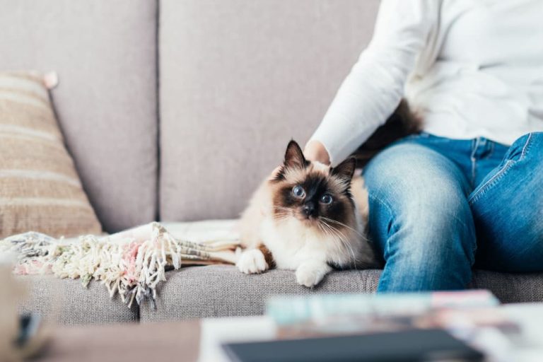 Cat laying on couch next to owner