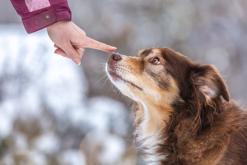 Dog being booped outdoors