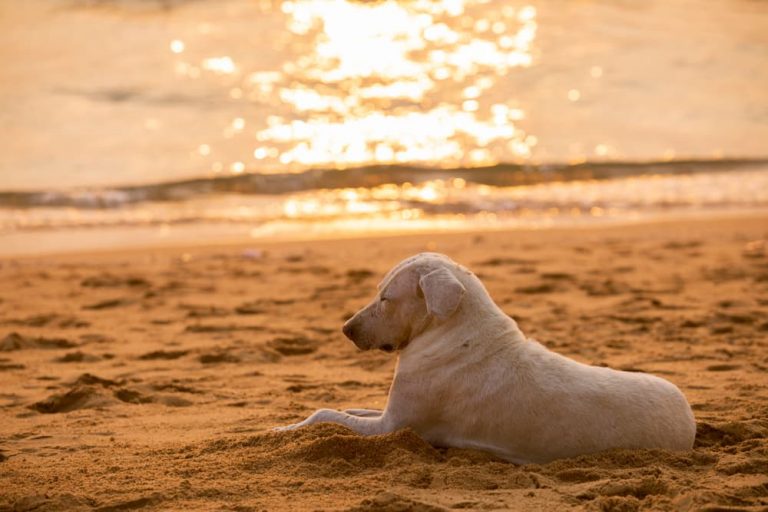 can you use sunscreen on dogs