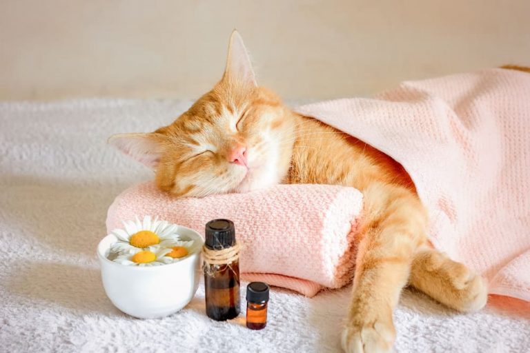 Are Essential Oils Safe for Cats? Great Pet Care