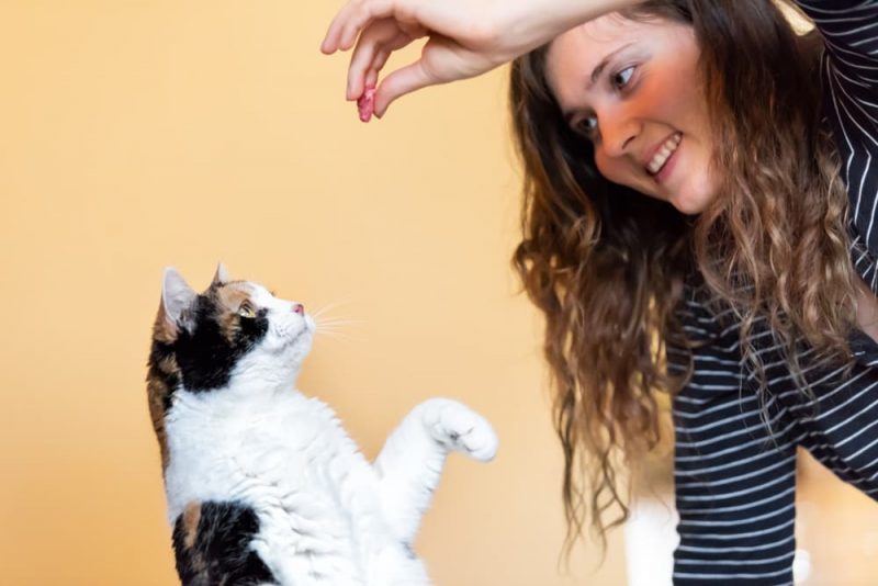 Do Cats Know Their Names? Great Pet Care