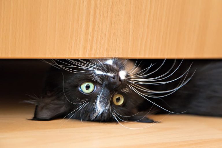 115 Mischievous Cat Names for Conniving Felines Great Pet Care