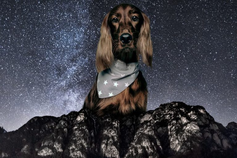 130 Space Names for Dogs That Are Universally Loved Great Pet Care