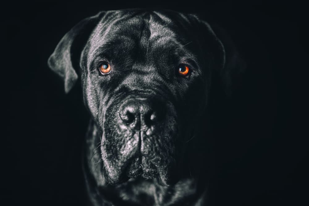 Closeup photo of Cane Corso dog