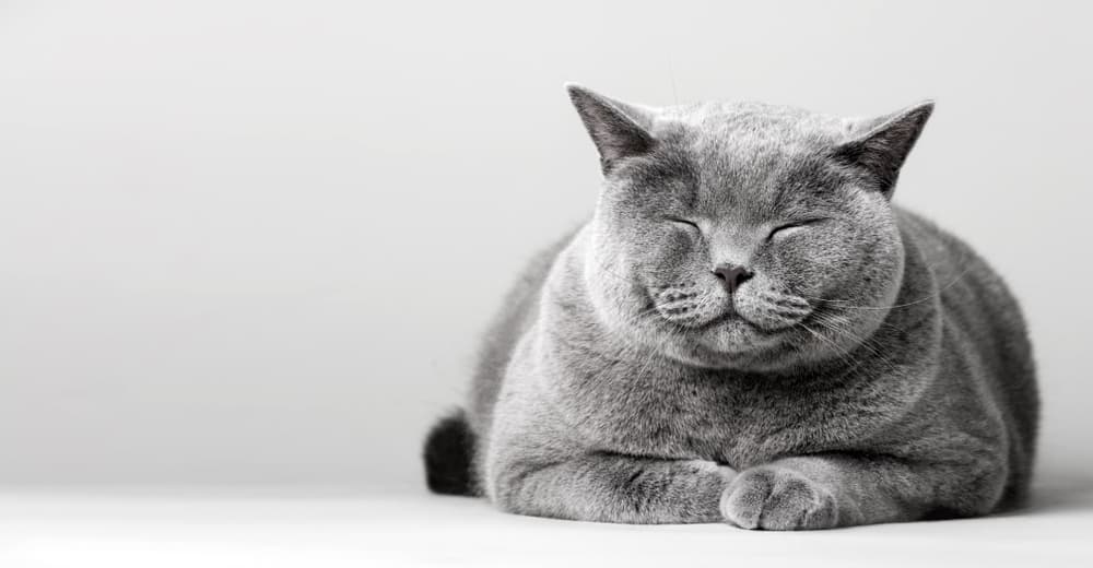 British Shorthair cat with eyes closed