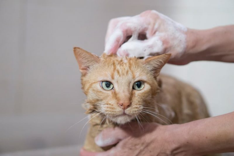 Can You Use Dog Shampoo on Cats?