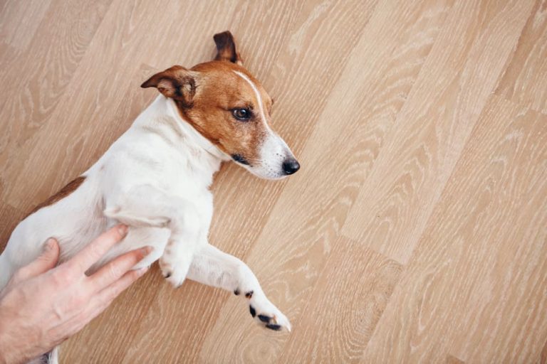 Man putting hand on dog's stomach