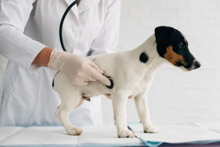 Dog's Stomach Making Noises What it Means Great Pet Care