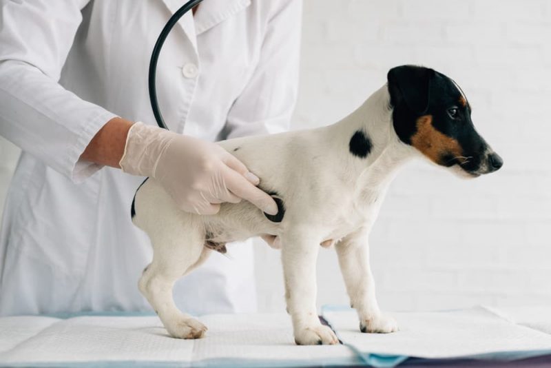 Dog's Stomach Making Noises What it Means Great Pet Care