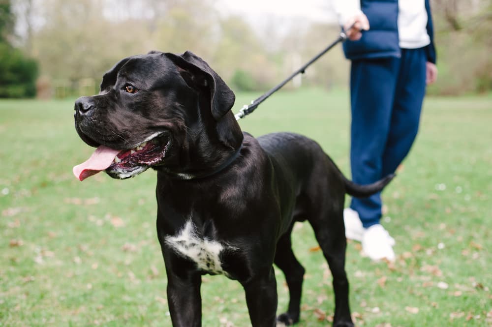 Cane Corso dog walking on leash