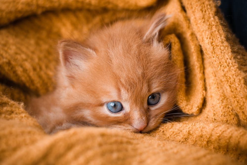 Kitten in blanket