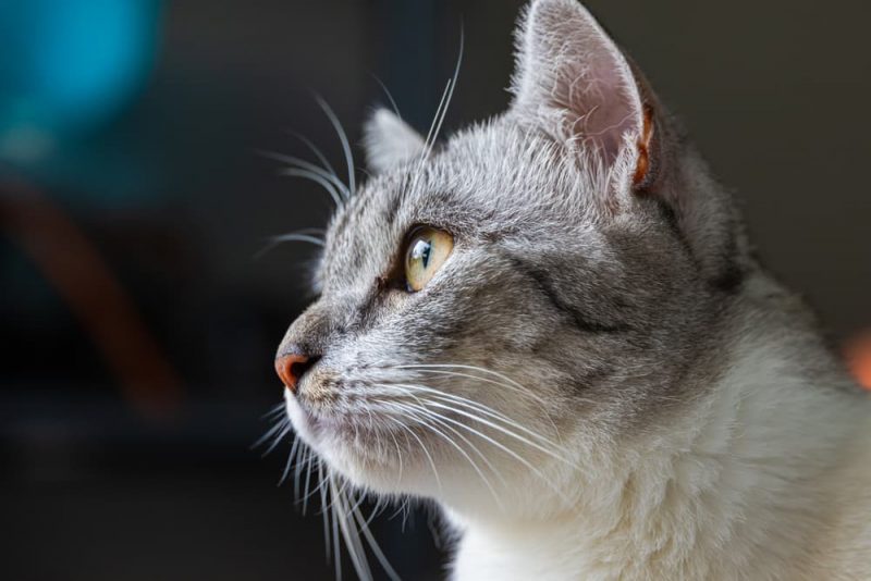 Do Cats Know Their Names? Great Pet Care