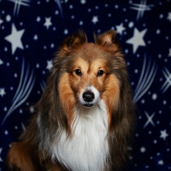 130 Space Names for Dogs That Are Universally Loved Great Pet Care