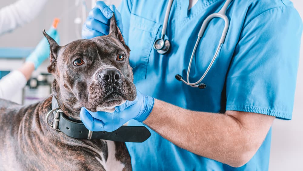 Veterinarian examining dog