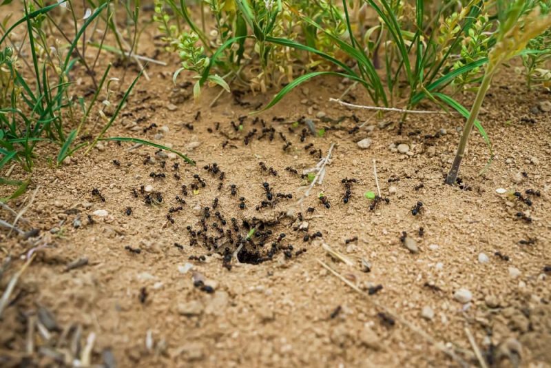 Ant Bites on Dogs How to Identify and Treat Great Pet Care
