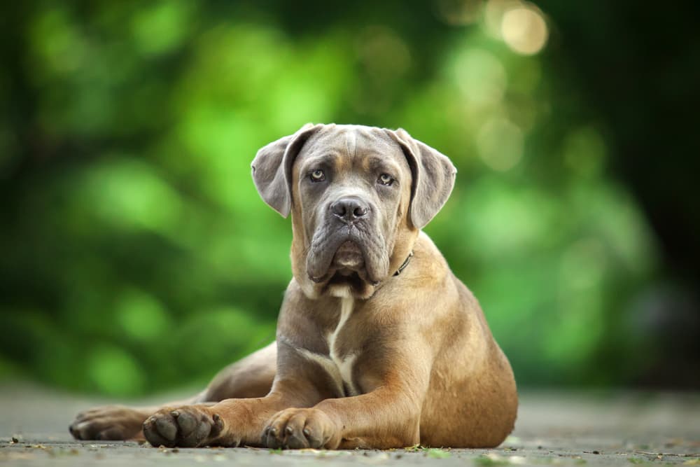 Older Cane Corso outdoors