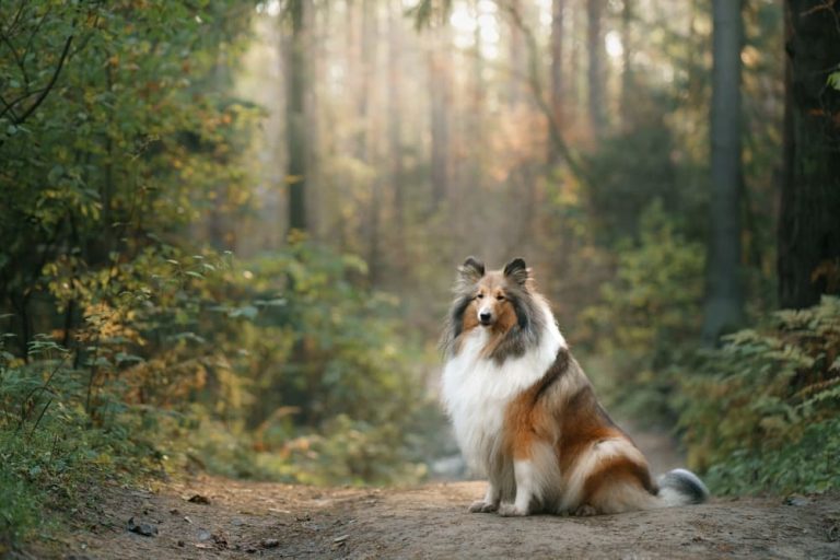 132 Scottish Dog Names to Celebrate History and Heritage Great Pet Care