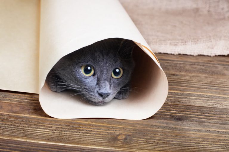 115 Mischievous Cat Names for Conniving Felines | Great Pet Care