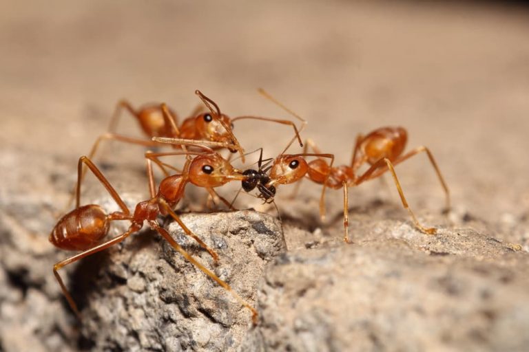 See The Disturbing Images Are Ant Bites Harming Your Dog - 2birk23