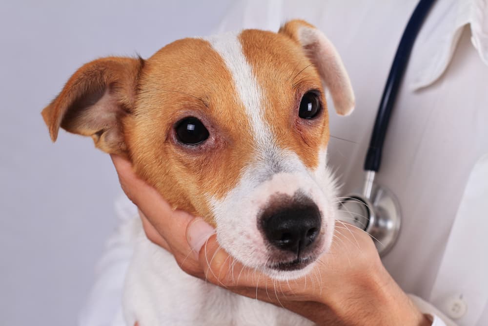 Dog with skin allergies at vet