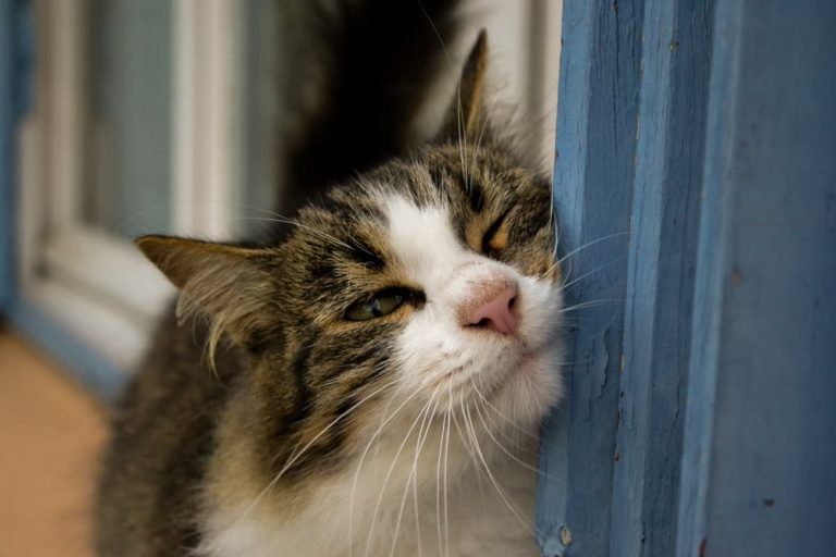 Cat rubbing face on window