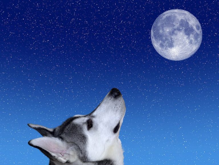 130 Space Names for Dogs That Are Universally Loved Great Pet Care