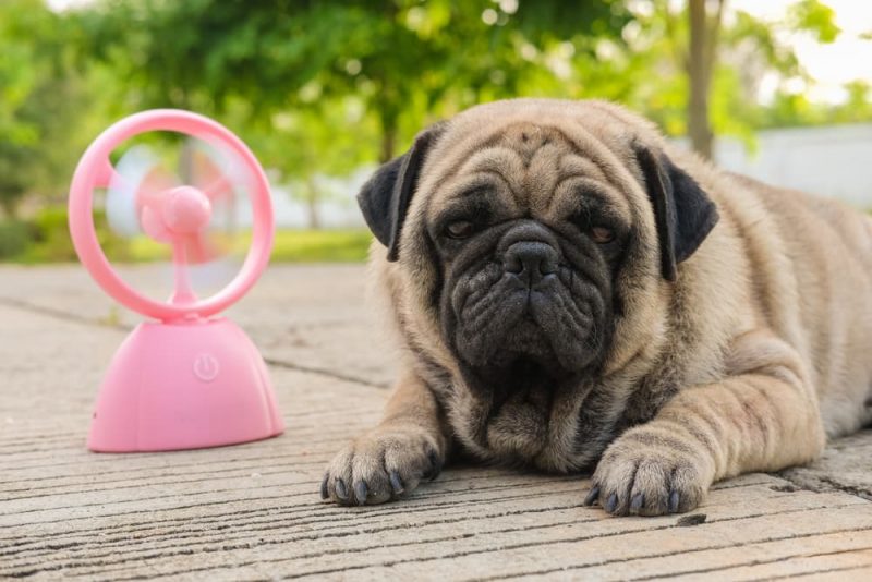 How to Keep Dogs Cool in the Summer Great Pet Care