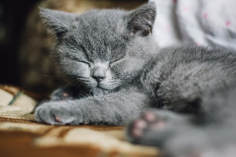 British Shorthair kitten