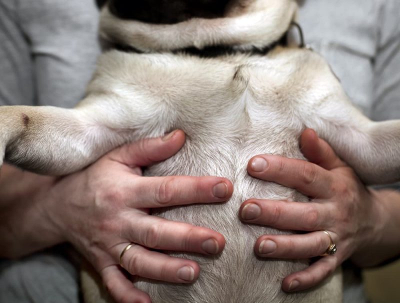 Dog's Stomach Making Noises What it Means Great Pet Care