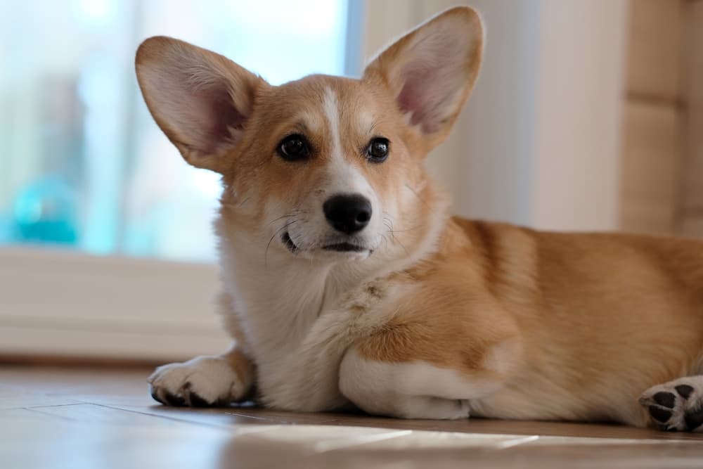 Corgi dog big ears laying on the ground