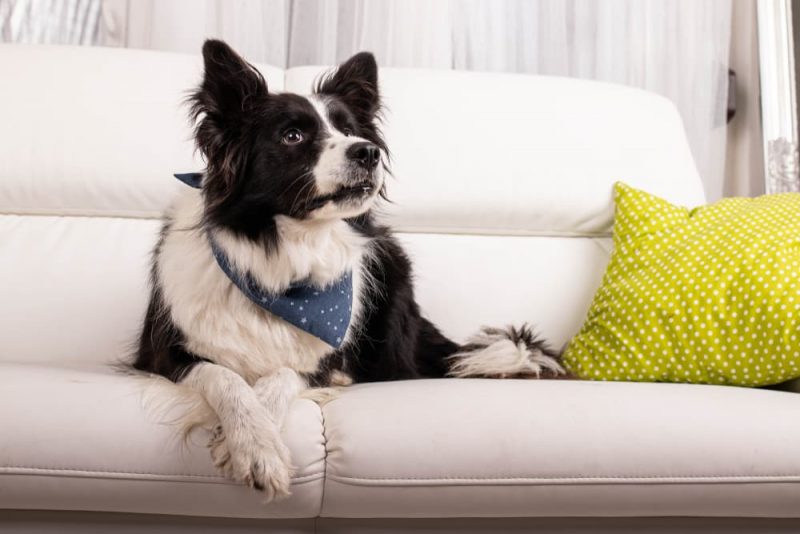 Why Do Dogs Fart So Much? Great Pet Care