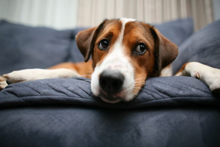 Why Do Dogs Fart So Much? Great Pet Care