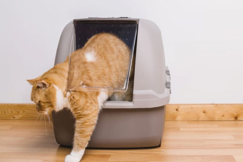 Yellow Cat Poop What Does It Mean? Great Pet Care