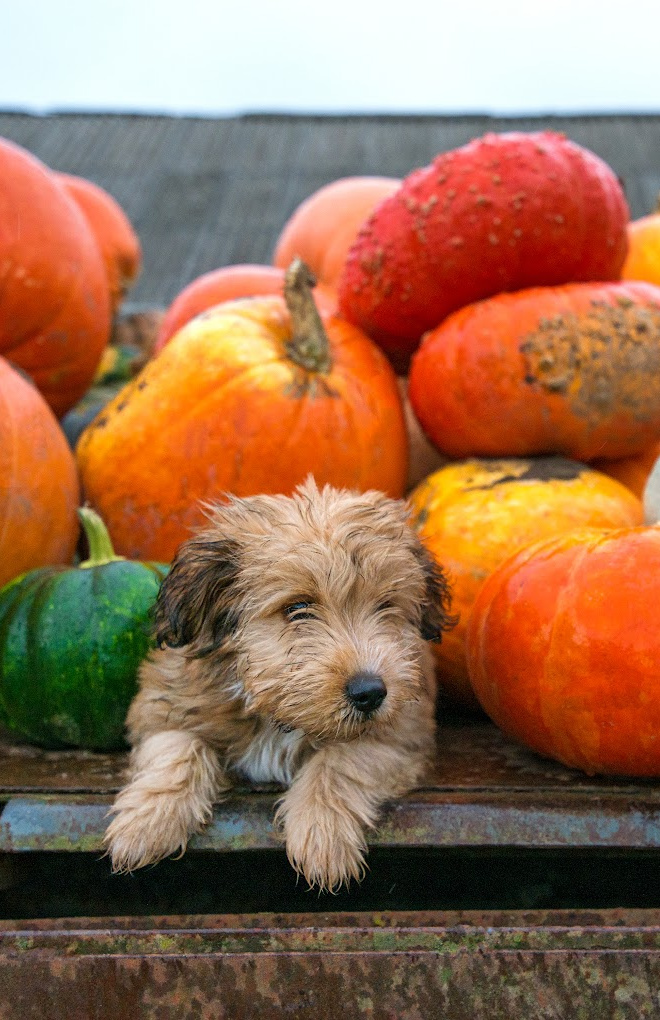 Dog Vomiting White Foam Causes and Treatment Great Pet Care