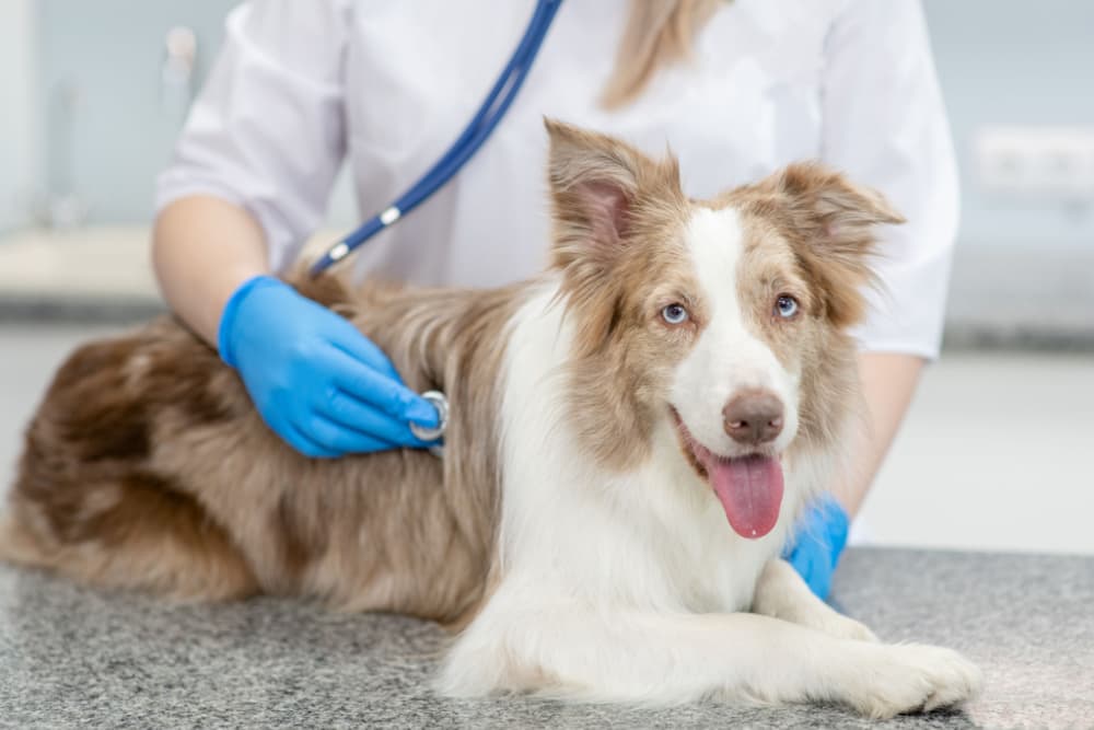 Dog being diagnosed at the vet for gastritis