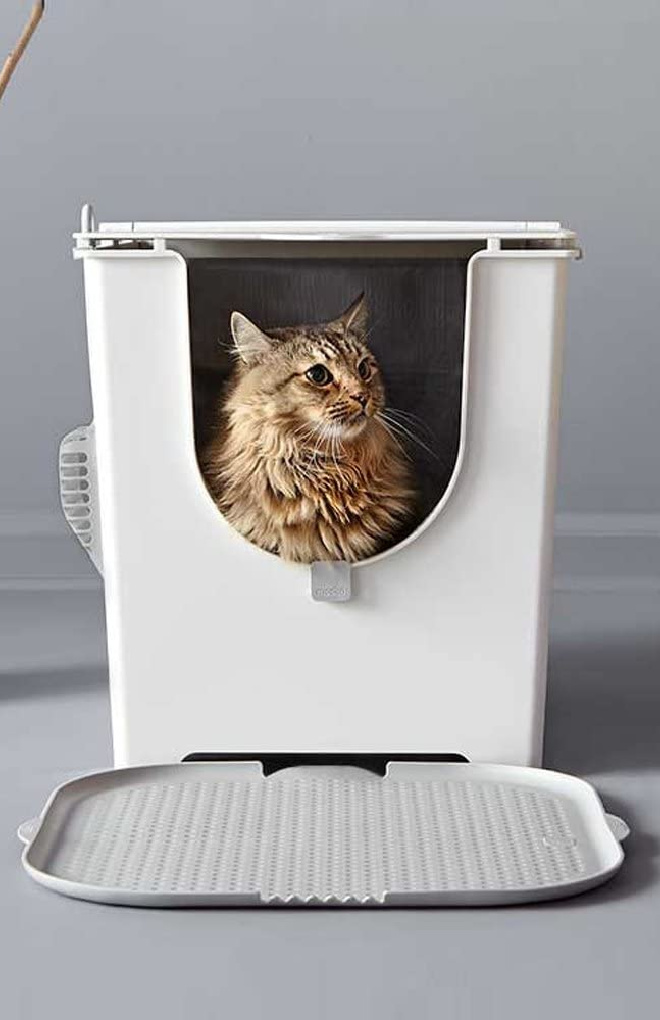 Best Cat Litter Box for Odor Control