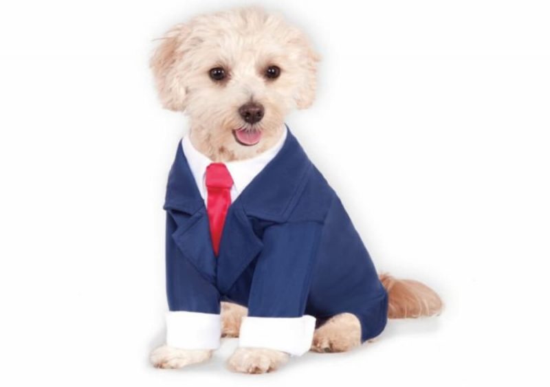 7 Best Dog and Owner Costumes for Cute Couples Great Pet Care