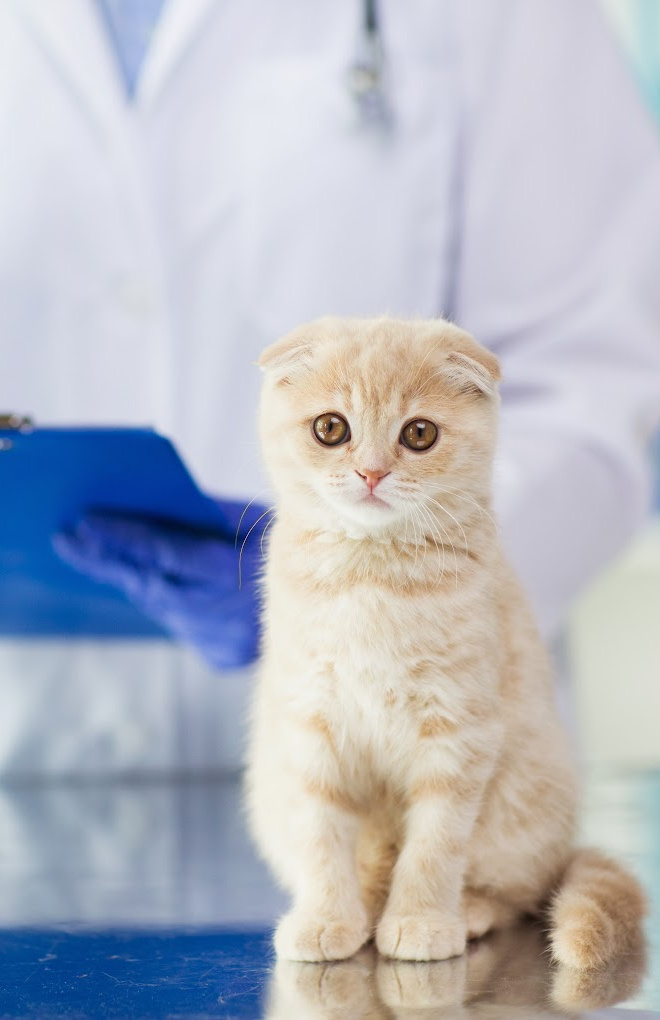 How Often Should You Take a Cat to the Vet?