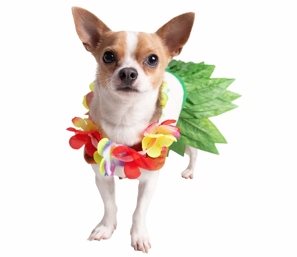 Hula Girl Dog Costume